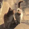 melissa_grindewald - @melissa_grindewald - TikTok