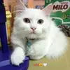 mel.08 - @melissadicen - TikTok
