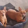 os cachorros🐶🐶🐶 - @melissaebelinha - TikTok