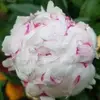 melissaedmonds33 - @melissaedmonds33 - TikTok