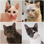 Melissa Eichler - @4times_meow - Instagram