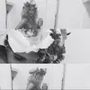 Melissa Eid - @30548047841 - TikTok