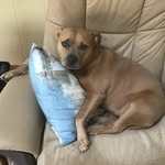 Melissa Eisenhauer - @cola_girlydog - Instagram
