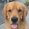 Melinda Eslinger - @goldenretrieverlvr - TikTok