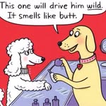 melissa grooms dogs - @melissa_grooms_dogs - Instagram