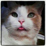 melissa grubbs - @orangethebird - Instagram
