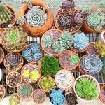 Melissa Guidry Chapman - @issalottaplants - Instagram