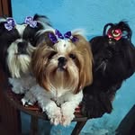 Melissa , Halley e Bella - @melissa_halley_bella - Instagram