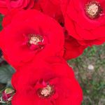 Melissa Halterman - @melissa.halterman.35 - Instagram