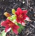 Melissa Harbaugh - Facebook