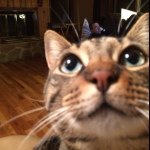 Melissa Harder - @minniecat393 - Instagram