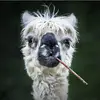 Melissa Harker - @melissa.harker - TikTok
