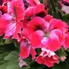 Melissa Heinen - @melissaheinen16 - TikTok