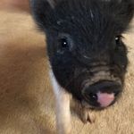 Melissa Heintz - @the.funny.farm.1 - Instagram