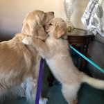 Melissa Herron - @adventuresofgracieandfinley - Instagram