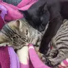 Melissa Hirte - @melissa.hirte - TikTok