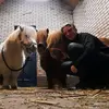 Melissagietske.backup - @hobbyhorsingbymelissa - TikTok