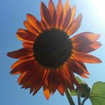 Melissa Hostetler - @melissahostetler - Instagram