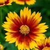 Melissa Huskey - @melissa.huskey2 - TikTok