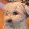 Melissa Tirone Simes - @melissasimes - TikTok