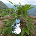 Melissa Damolte Ingusan - Facebook