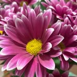 Melissa Jameson - @melissa_jameson_writing - Instagram