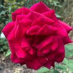 Melissa Crawford Kestner - @mckestner - Instagram