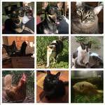 Melissa Kirkman - @mymotleymenagerie - Instagram