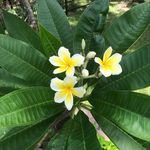 Melissa Knopp Henke - @knopphenke - Instagram