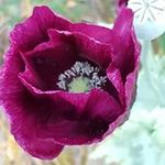 Melissa Watson-Lafond - @watsonlafond - Instagram