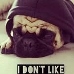 Melissa Lamothe-willis - @melissa_penguin4life - Instagram