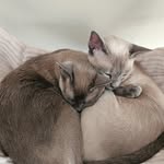 Lemon & Melissa Tonkinese - @lemon_melissa.tonkinese.cat - Instagram