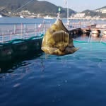 멜리사 - @melissa.lemon77 - Instagram