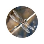 Melissa Lemon - @sunrise.energyhealing - Instagram