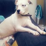 Melissa Lepine Charles - @melissalepinecharles - Instagram