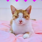 Hi I’m Melissa Leslie!! - @melissa_cat1234 - Instagram