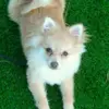 MelissaLorusso - @mely.dogs - TikTok