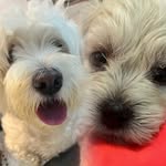 Melissa & Luck🐶🐶 - @melluck_aragaoshipoo - Instagram