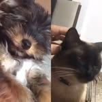Melissa & Lucky 🐾🤎 - @melissa_lucky_ - Instagram