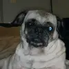 Melissa Maggard - @kentuckypugmom79 - TikTok