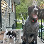 Marlowe&Melissa_GSPs - @marloweandmelissa - Instagram