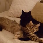 Melissa Marsden - @melissamarsden7 - Instagram