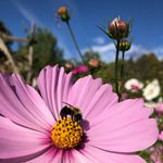 Melissa Marvin - @e.c.h.o.farm - Instagram