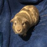 Melissa Masterson - @missygma2 - Instagram