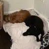 melissamccomas - @melissa.mccomas4 - TikTok