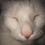 Melissa Nally - @marshallthesnugglycat - Instagram