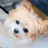 Melissa Natale105 - @luvpup50 - TikTok