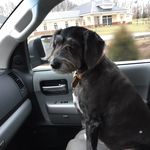 Melissa Natale Benkelman - @bowsertheschnauzer1 - Instagram