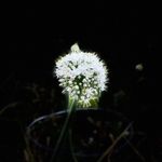 Melissa Niemi - @the_summer_of_my_backyard - Instagram