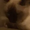 melissa_coolenuss34 - @melissa_coolenuss34 - TikTok
